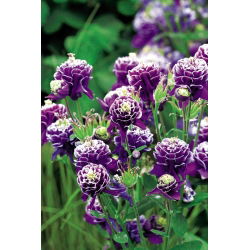 Orlik pełny - Double Dark Blue & White - GIGA paczka! - 50 szt.