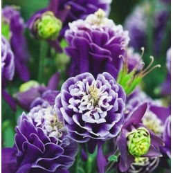 Orlik pełny - Double Dark Blue & White - GIGA paczka! - 50 szt.