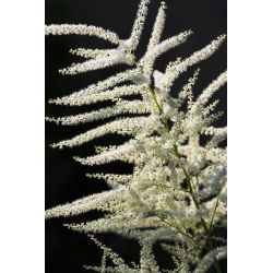 Parzydło leśne - Aruncus dioicus - GIGA paczka! - 50 szt.