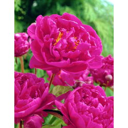 Piwonia, Paeonia - Karl Rosenfield - sadzonka - GIGA paczka! - 50 szt.