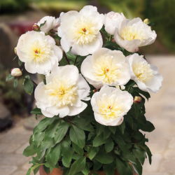 Piwonia, Paeonia - Patio Madrid - niska, doniczkowa - sadzonka - GIGA paczka! - 50 szt.