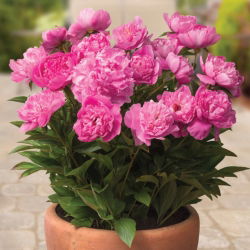 Piwonia, Paeonia - Patio Rome - niska, doniczkowa - sadzonka - GIGA paczka! - 50 szt.