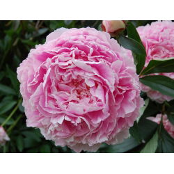Piwonia, Paeonia - Sarah Bernhardt - sadzonka - GIGA paczka! - 50 szt.