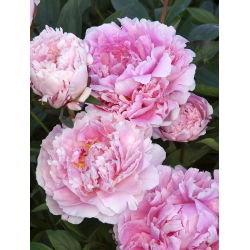 Piwonia, Paeonia - Sarah Bernhardt - sadzonka - GIGA paczka! - 50 szt.