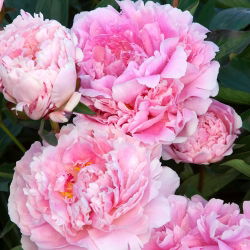 Piwonia, Paeonia - Sarah Bernhardt - sadzonka - GIGA paczka! - 50 szt.