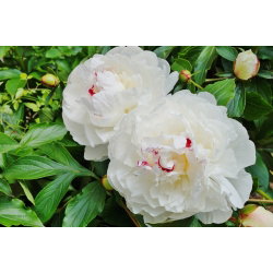 Piwonia, Paeonia - Festiva Maxima - sadzonka - duża paczka! - 10 szt.
