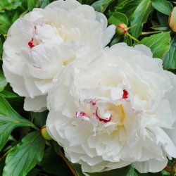 Piwonia, Paeonia - Festiva Maxima - sadzonka - GIGA paczka! - 50 szt.