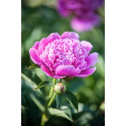 Piwonia, Paeonia - Edulis Superba - sadzonka - GIGA paczka! - 50 szt.