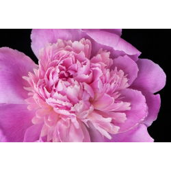 Piwonia, Paeonia - Edulis Superba - sadzonka - GIGA paczka! - 50 szt.