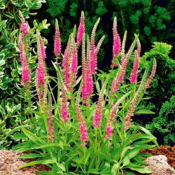 Przetacznik kłosowy różowy - Rose - GIGA paczka! - 50 szt.