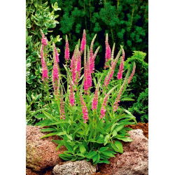 Przetacznik kłosowy różowy - Rose - GIGA paczka! - 50 szt.