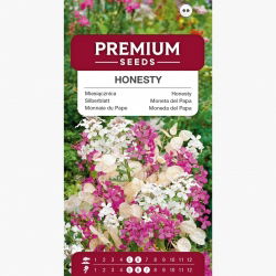 Miesięcznica (Miesięcznica, Lunaria) - 45 nasion