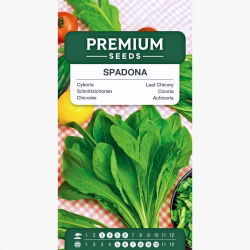 Cykoria liściowa Spadona - 2880 nasion