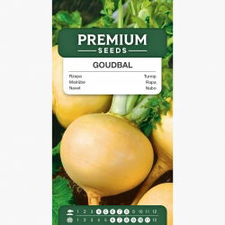 Rzepa jadalna Golden Ball - 2500 nasion