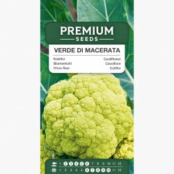 Kalafior Verde di Macerata - o róży zielonej - 54 nasion