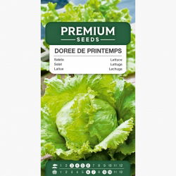 Sałata Doree de Printemps - głowiasta, krucha, o dużych główkach - 400 nasion