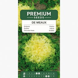 Endywia kędzierzawa De Meaux