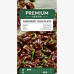 Papryka Habanero Chocolate - ostra, ciemnobrązowa