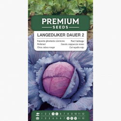 Kapusta głowiasta czerwona Langedijker Dauer 2 - późna