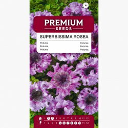 Petunia Superbissima Rosea - olbrzymie kwiaty do 16 cm