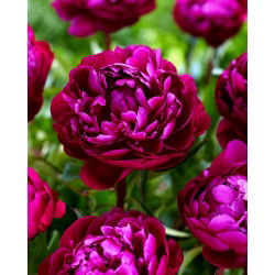 Piwonia, Paeonia - Peter Brand - sadzonka - GIGA paczka! - 50 szt.