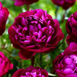 Piwonia, Paeonia - Peter Brand - sadzonka - duża paczka! - 10 szt.