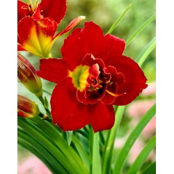Liliowiec Highland Lord - GIGA paczka! - 50 szt.