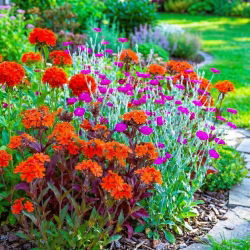 Firletka - zestaw 3 barwnych odmian