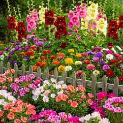 Ogrodowe szaleństwo - zestaw 4 odmian nasion kwiatów