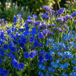 Indian Ocean - zestaw 3 odmian nasion kwiatów