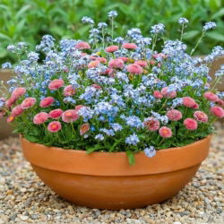 Stokrotka różowa + niezapominajka - zestaw 2 gatunków nasion