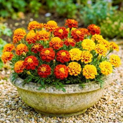 Aksamitka rozpierzchła - zestaw 3 odmian nasion