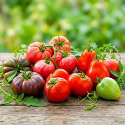 Pomidor wysoki - zestaw 1 - 5 odmian nasion warzyw