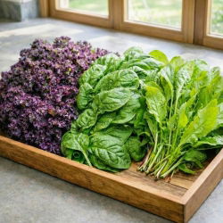 Szczaw, jarmuż, szpinak - zestaw 3 odmian nasion warzyw