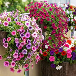 Nasiona petunii - zestaw 4 odmian