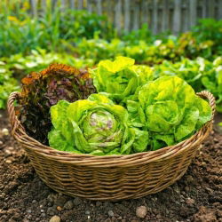 Nasiona sałaty masłowej - zestaw 4 odmian