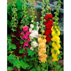 Malwa różowa - kolorowy mix - 1 kłącze