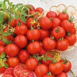 Pomidor Harzfeuer F1 - gruntowy, znany i ceniony w Europie - 175 nasion