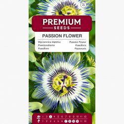 Męczennica błękitna - 22 nasiona