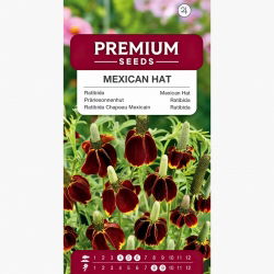 Ratibida - 120 nasion