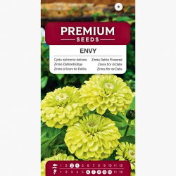 Cynia wytworna daliowa Envy - 120 nasion