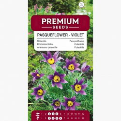 Sasanka - Anemone pulsatilla - fioletowa