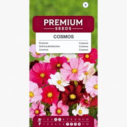 Kosmos Onętek - 150 nasion