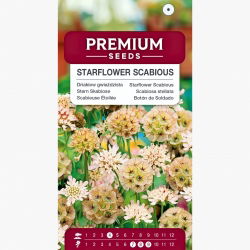 Wdówka gwiaździsta - 25 nasion