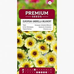 Tolpis - 2000 nasion