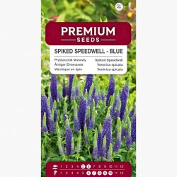 Przetacznik kłosowy - 1000 nasion