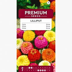 Cynia wytworna Lilliput - 90 nasion