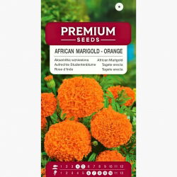 Aksamitka wzniesiona pomarańczowa - 300 nasion