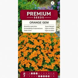 Aksamitka wąskolistna pomarańczowa - 600 nasion