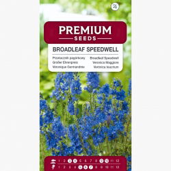 Przetacznik pagórkowy - bardzo długo ubarwia rabaty! - 300 nasion